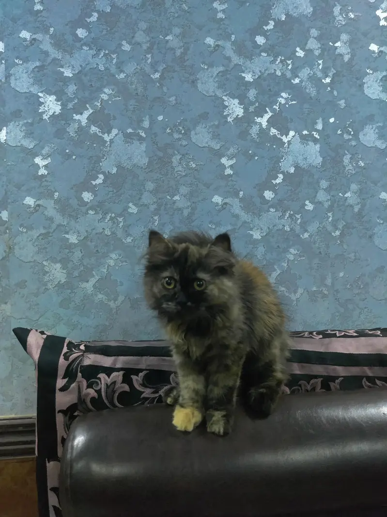 point Persian kitten triple coated for sale — photo 2