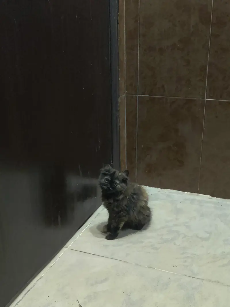 point Persian kitten triple coated for sale — photo 3