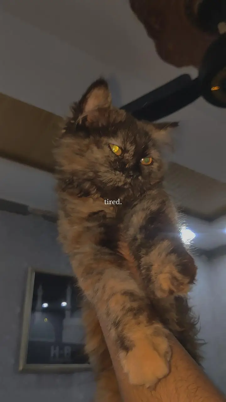 point Persian kitten triple coated for sale — photo 4