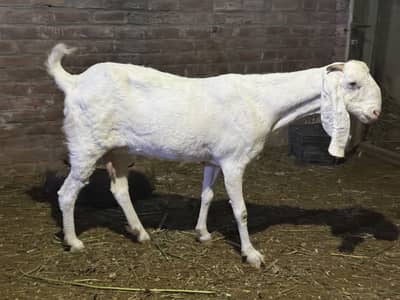Rajanpuri goat / bakri / female puray danton ma