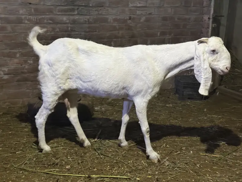 Rajanpuri goat / bakri / female puray danton ma