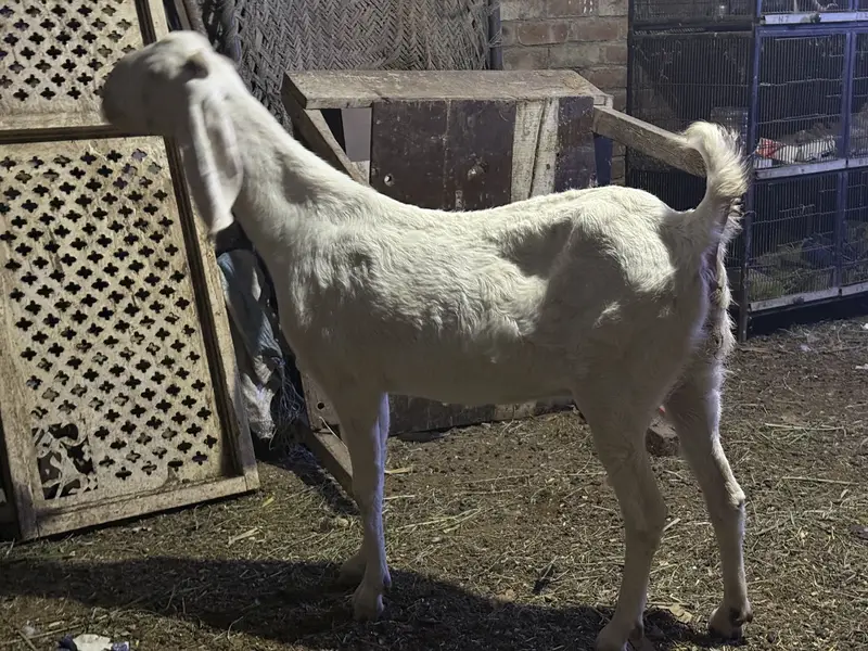 Rajanpuri goat / bakri / female puray danton ma — photo 2
