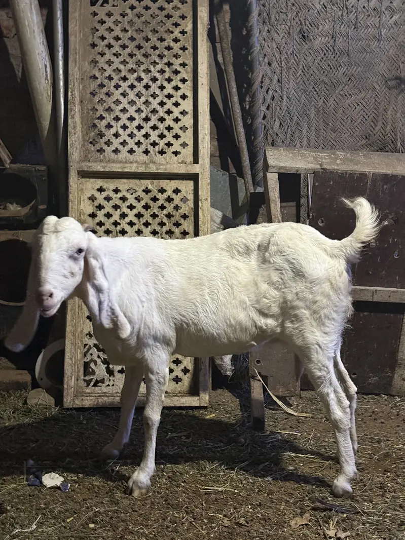 Rajanpuri goat / bakri / female puray danton ma — photo 3