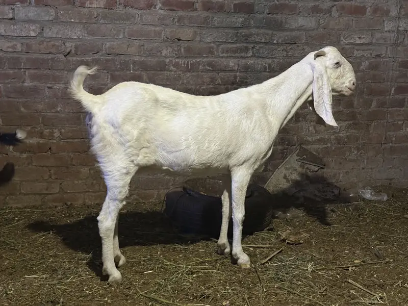 Rajanpuri goat / bakri / female puray danton ma — photo 4