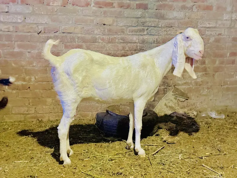 Rajanpuri goat / bakri / female puray danton ma — photo 5