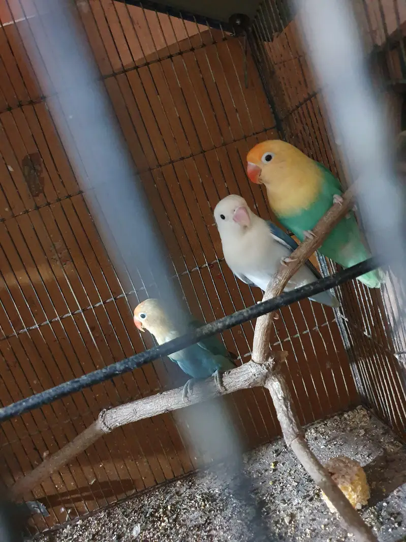 red eyes green oppline blue oppline — photo 3