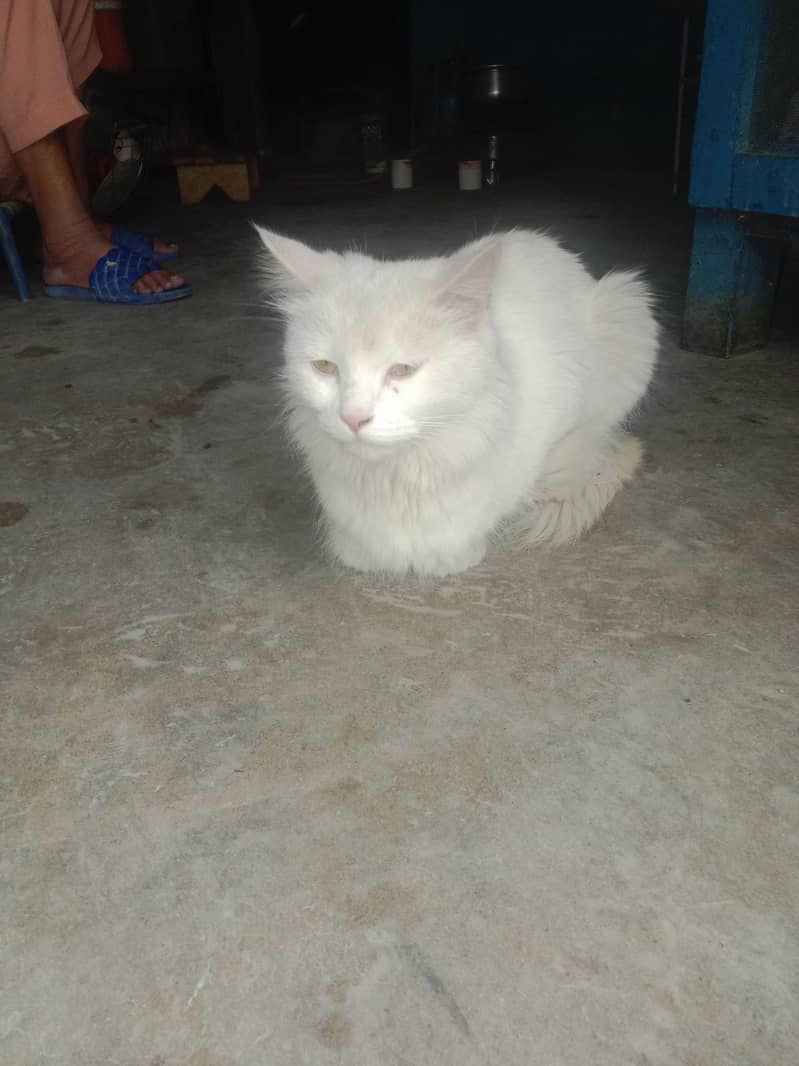 white cat 0