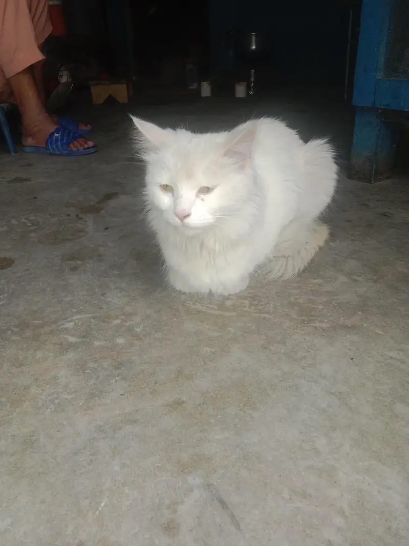 white cat