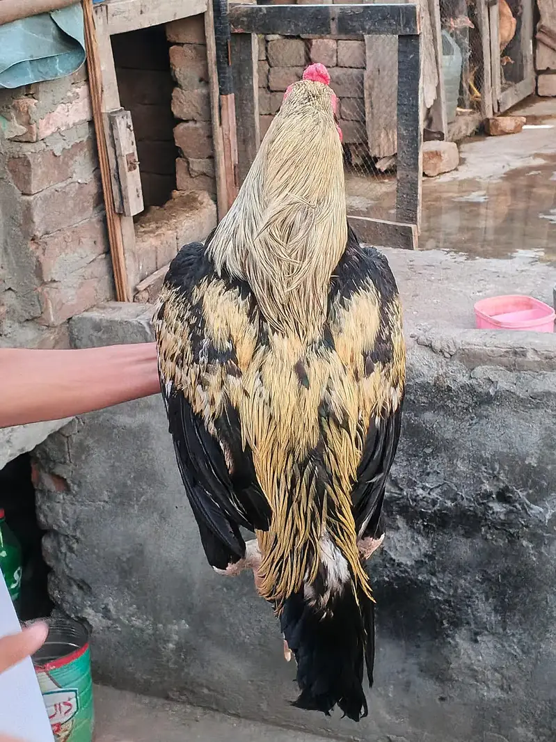 Aseel jawa Mianwali — photo 2