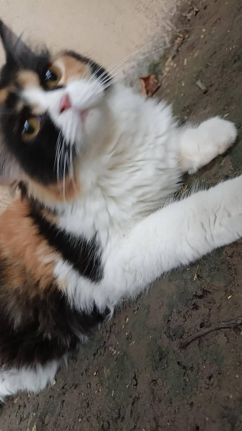 persion kitten 3