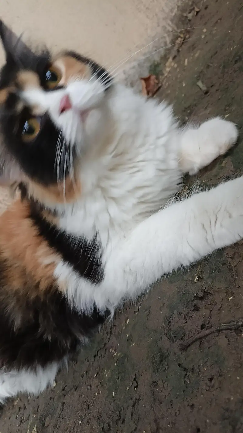 persion kitten — photo 4