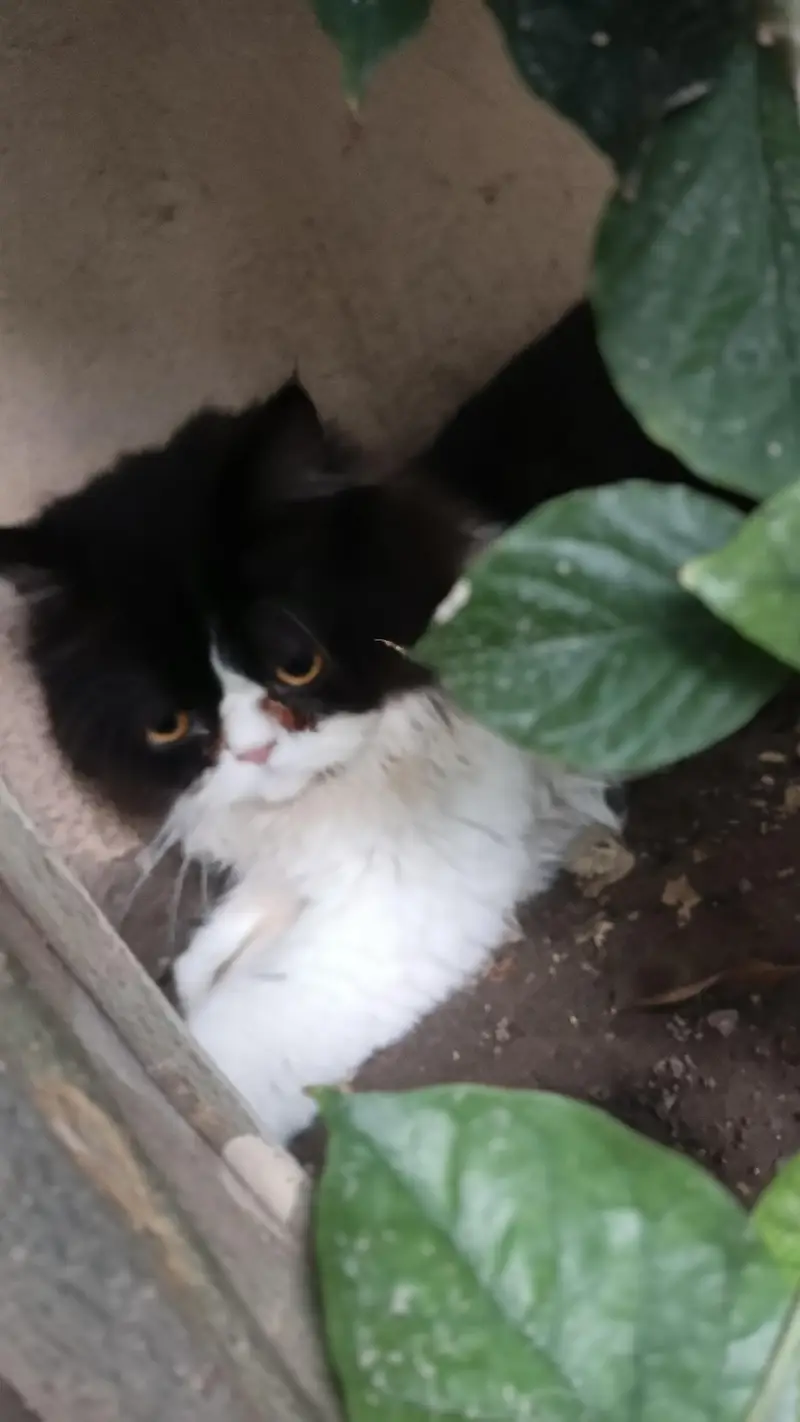 persion kitten — photo 6