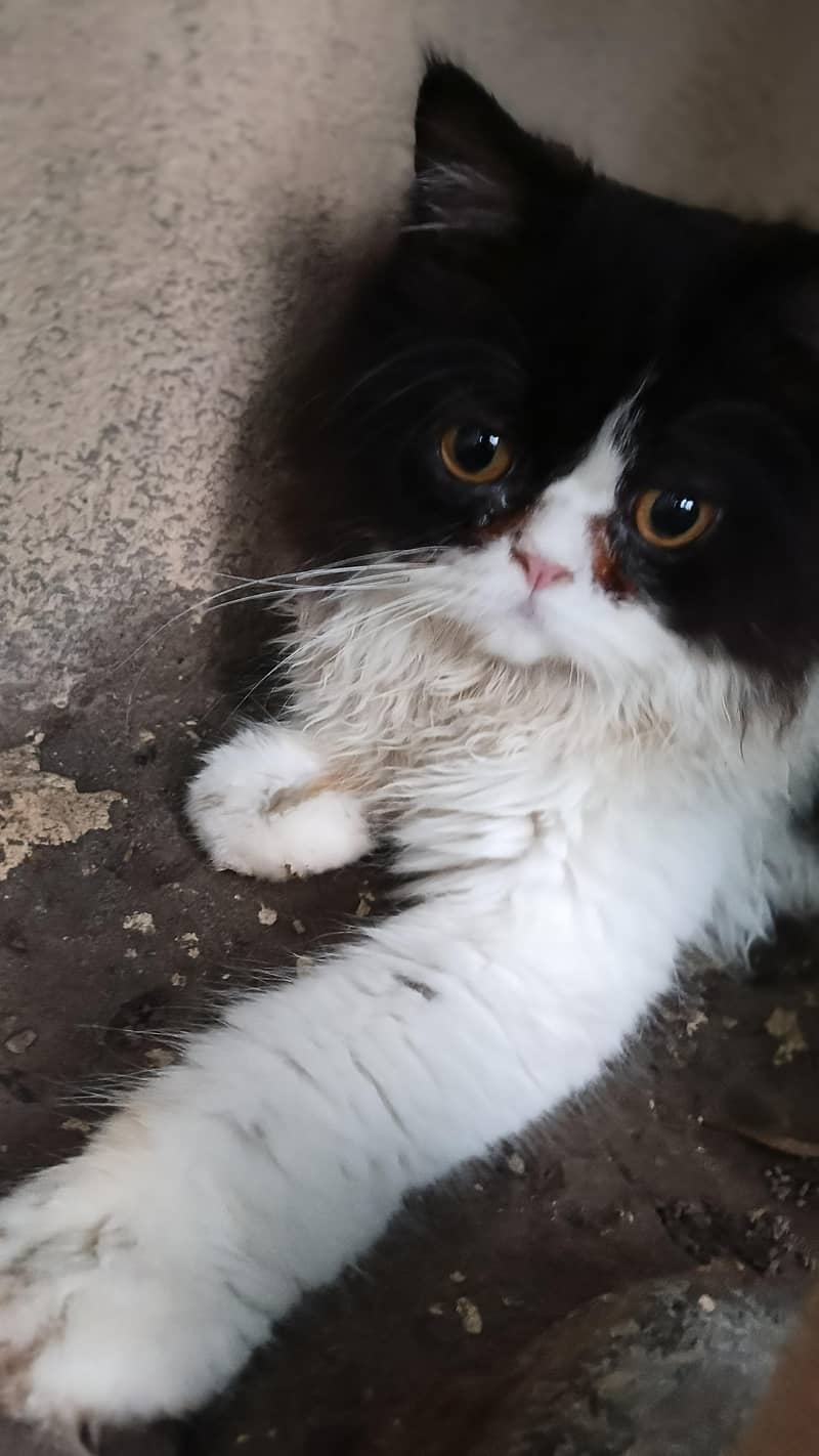 persion kitten 7