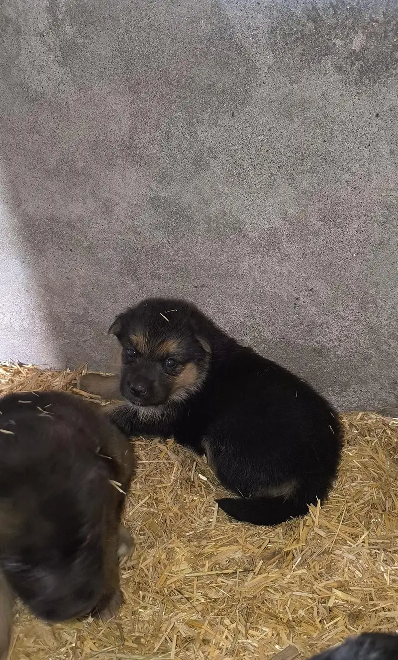 100%original homebreed pupis forsale anyone interestcontact03157036766 — photo 5