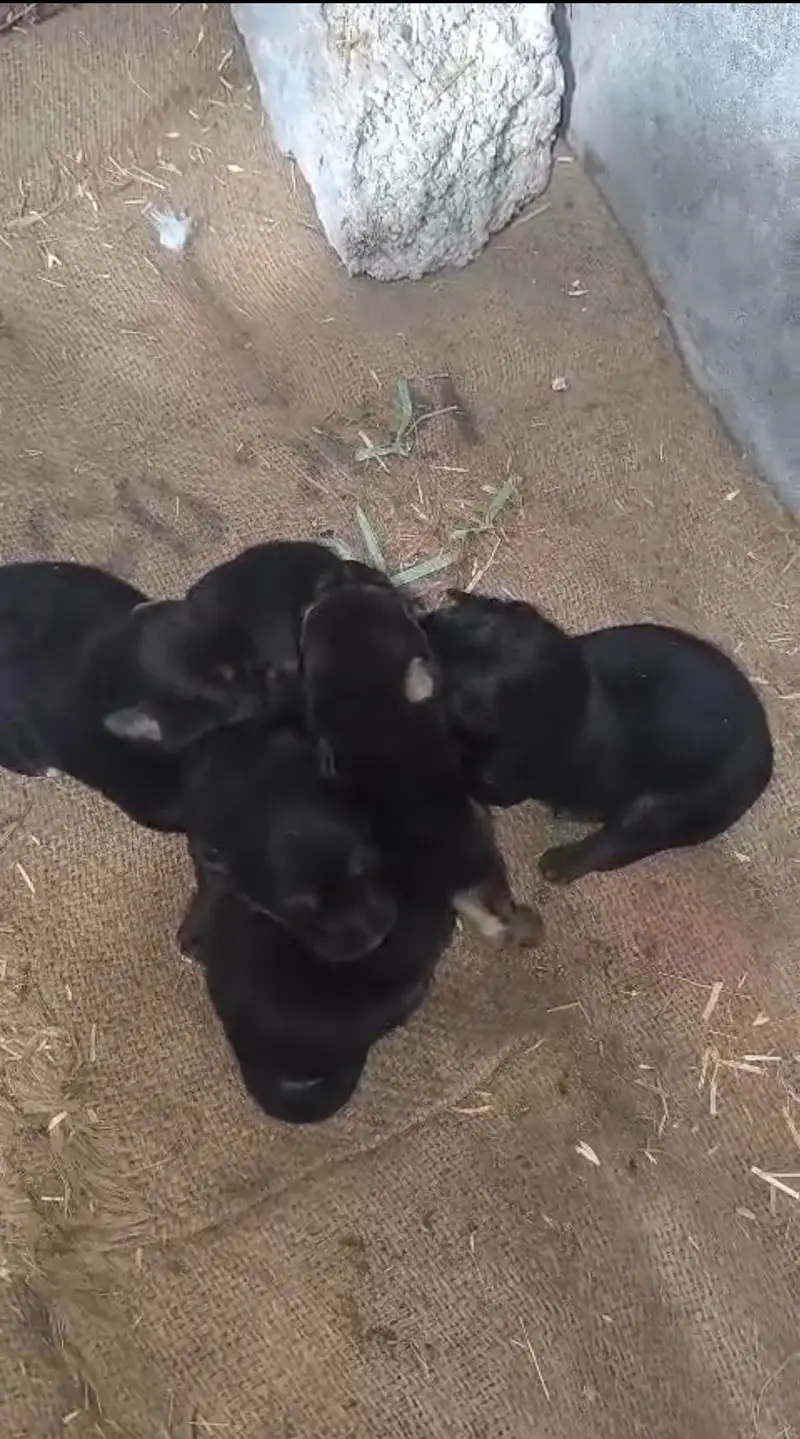 100%original homebreed pupis forsale anyone interestcontact03157036766 — photo 6