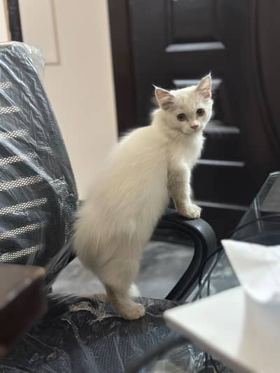female persion cat - looking male cat exchange option available