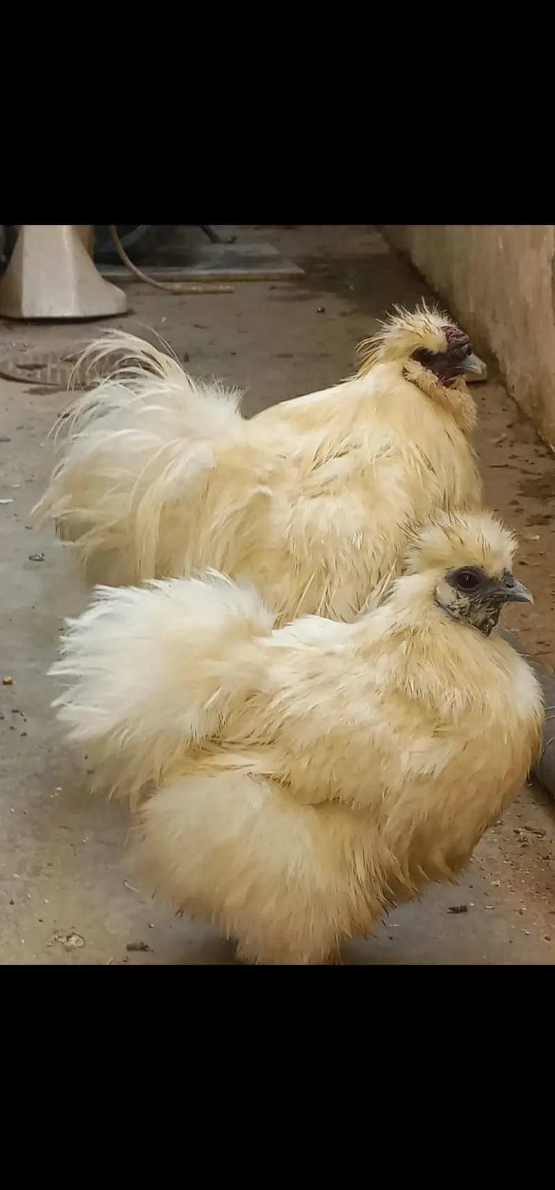 Silkie breeder pair eggs laying is up for sale at best price.