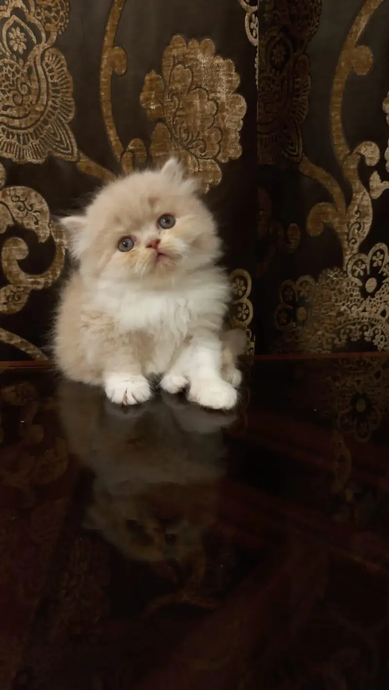 Persian Kitten Punch Face
