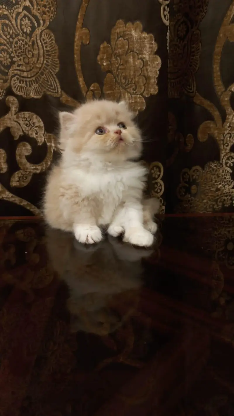 Persian Kitten Punch Face — photo 2
