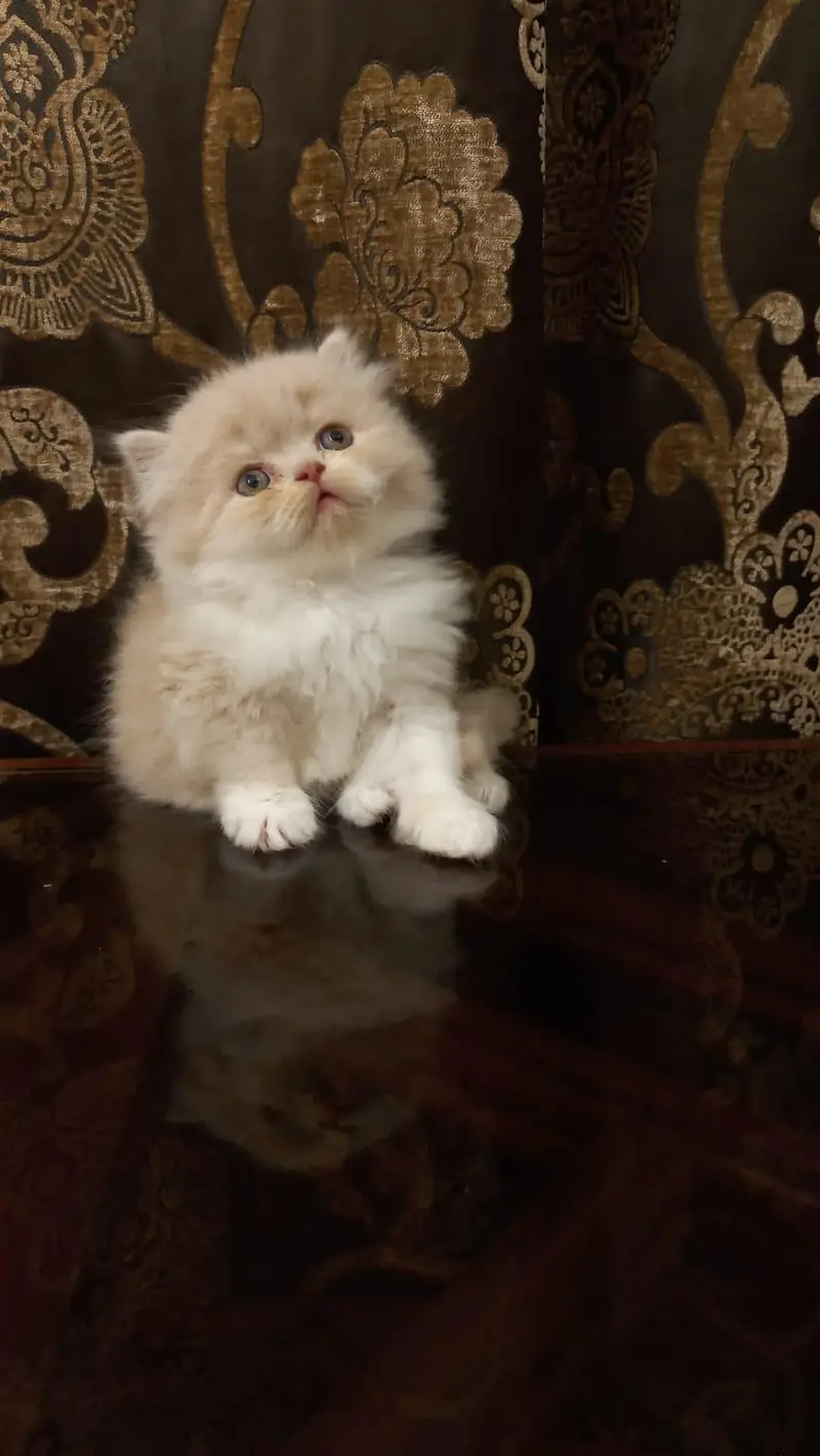 Persian Kitten Punch Face — photo 3