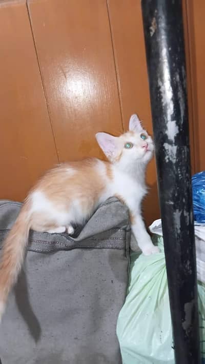 kitten for adoption