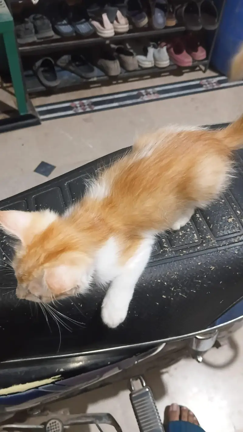 kitten for adoption — photo 2