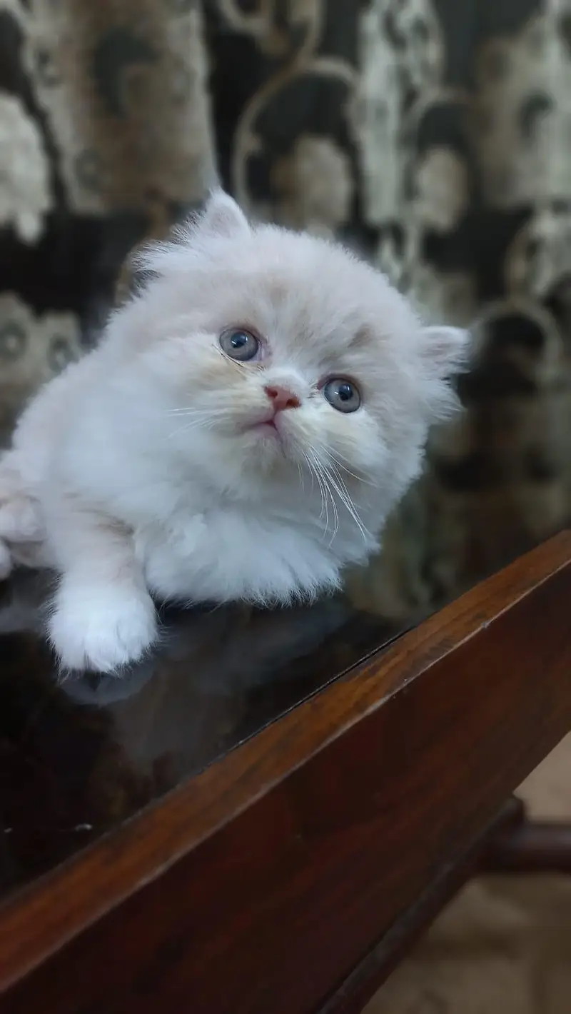 Persian Kitten Punch Face — photo 4