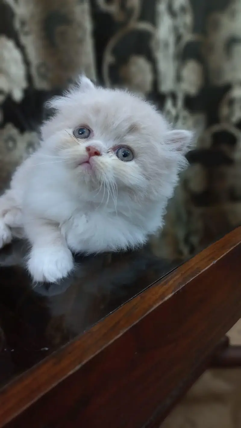 Persian Kitten Punch Face — photo 5