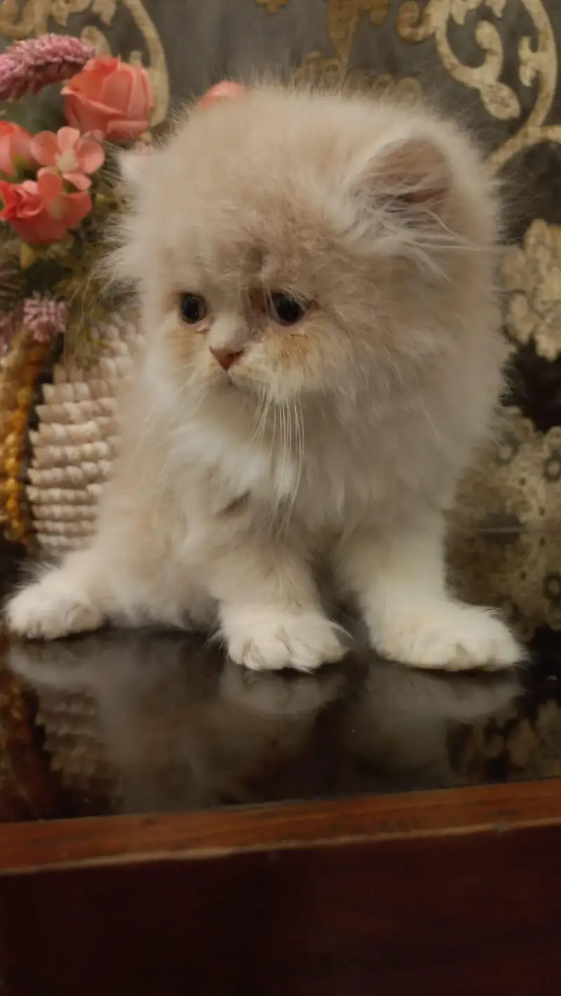 Persian Kitten Punch Face — photo 6