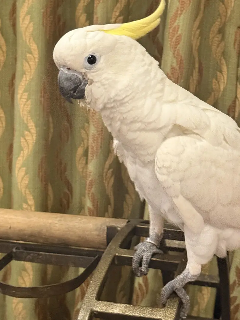 Sulphur Crested Cockatoo parrot | talking parrot _hand tame cockatoo — photo 4