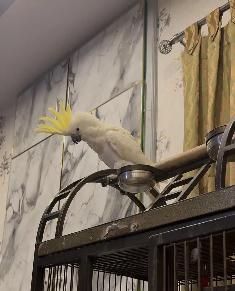 Sulphur Crested Cockatoo parrot | talking parrot _hand tame cockatoo — photo 6
