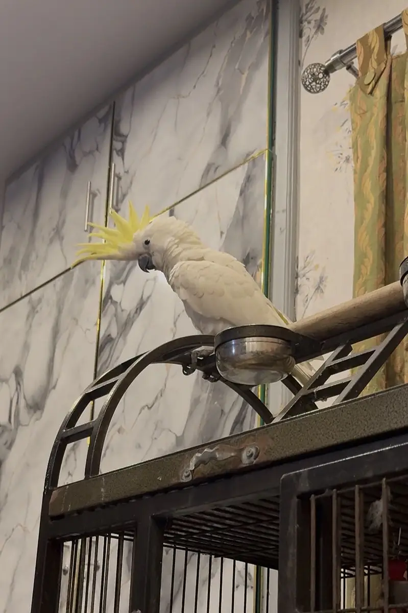 Sulphur Crested Cockatoo parrot | talking parrot _hand tame cockatoo — photo 7