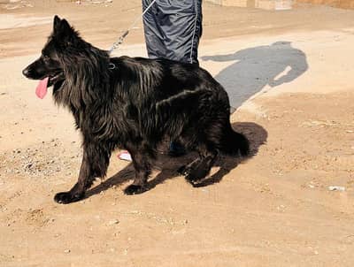 imported Dog for breeding only quality female