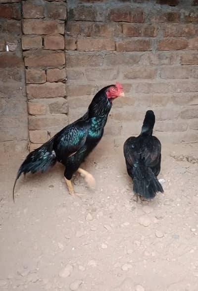 aseel pair black Madi or peela nar