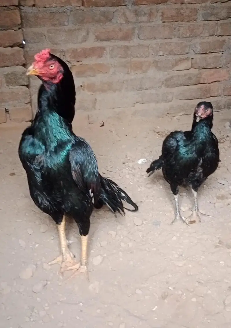 aseel pair black Madi or peela nar — photo 2