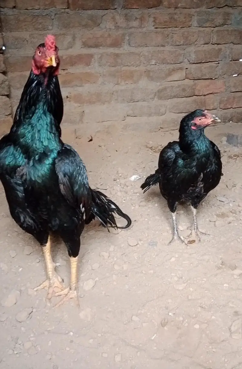 aseel pair black Madi or peela nar — photo 3