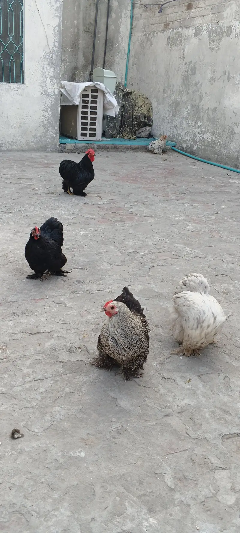 Bentom hens — photo 2