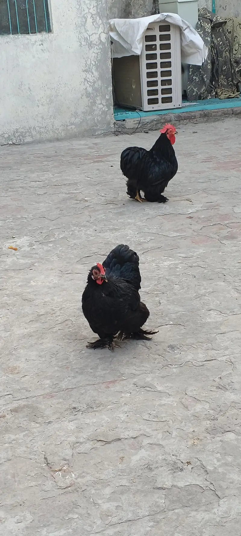 Bentom hens — photo 3