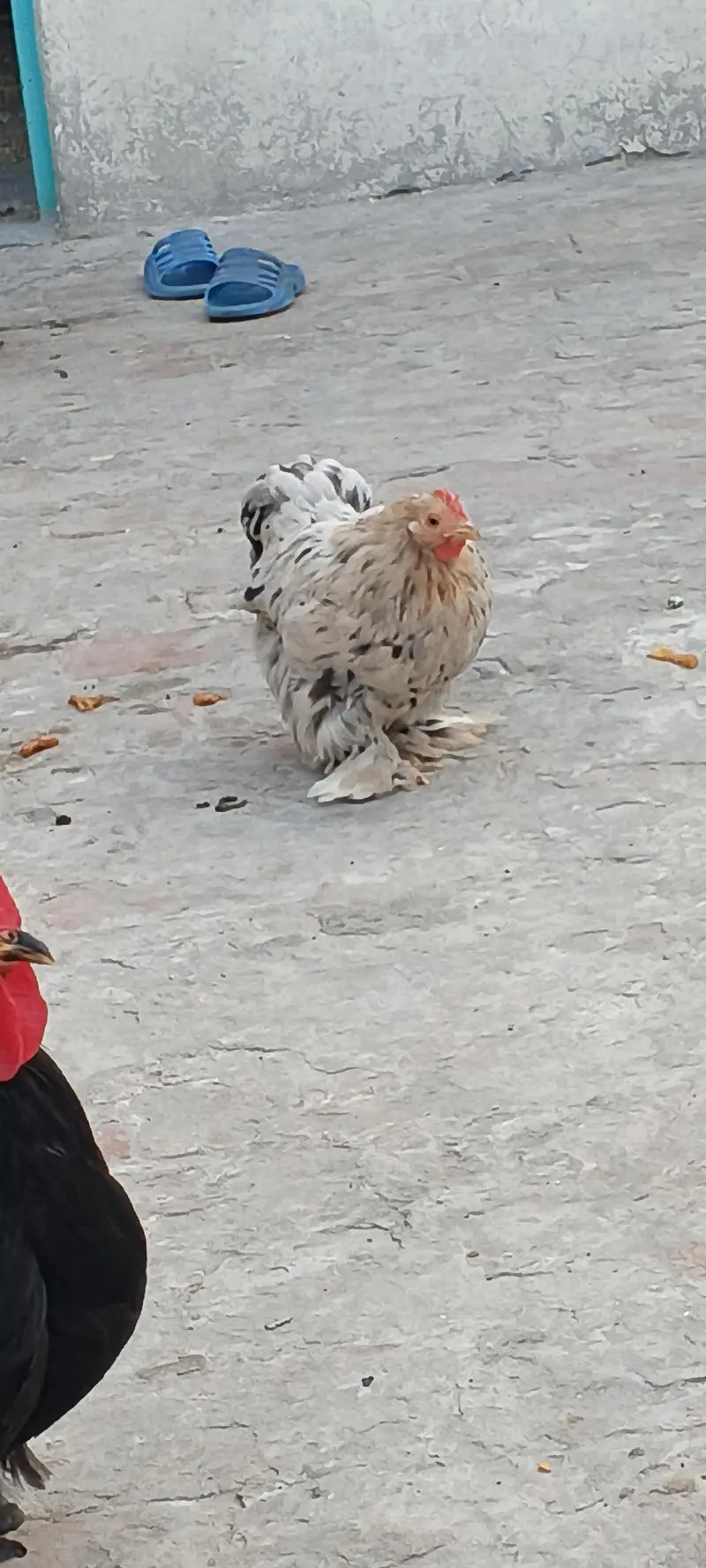 Bentom hens — photo 5