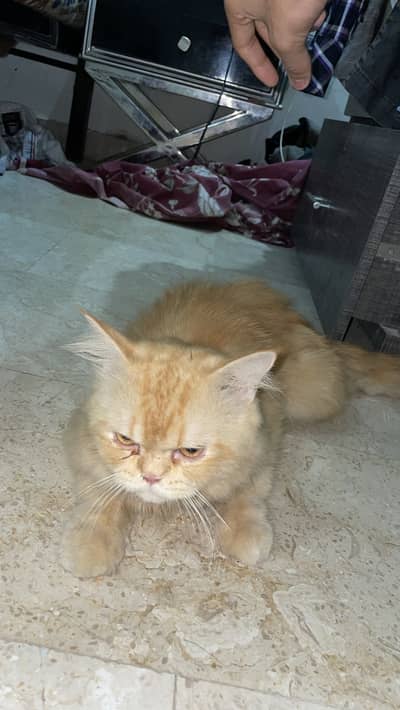 Persian punch face male cat