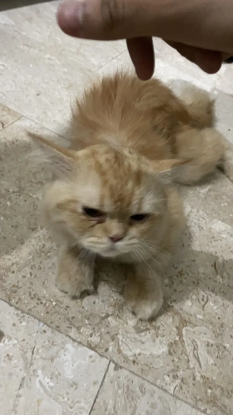 Persian punch face male cat — photo 2