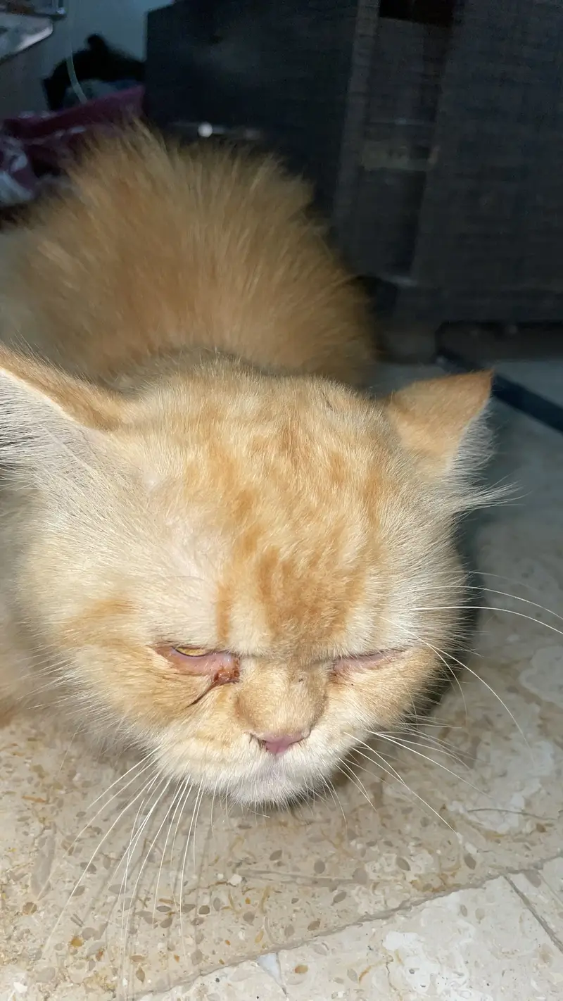 Persian punch face male cat — photo 3