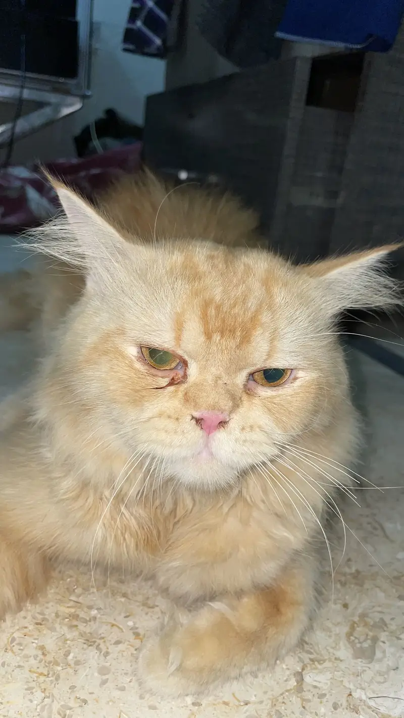 Persian punch face male cat — photo 4