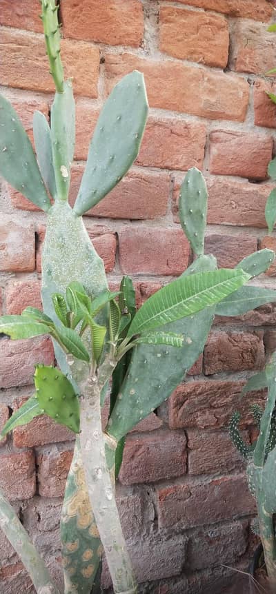 Cactus plant