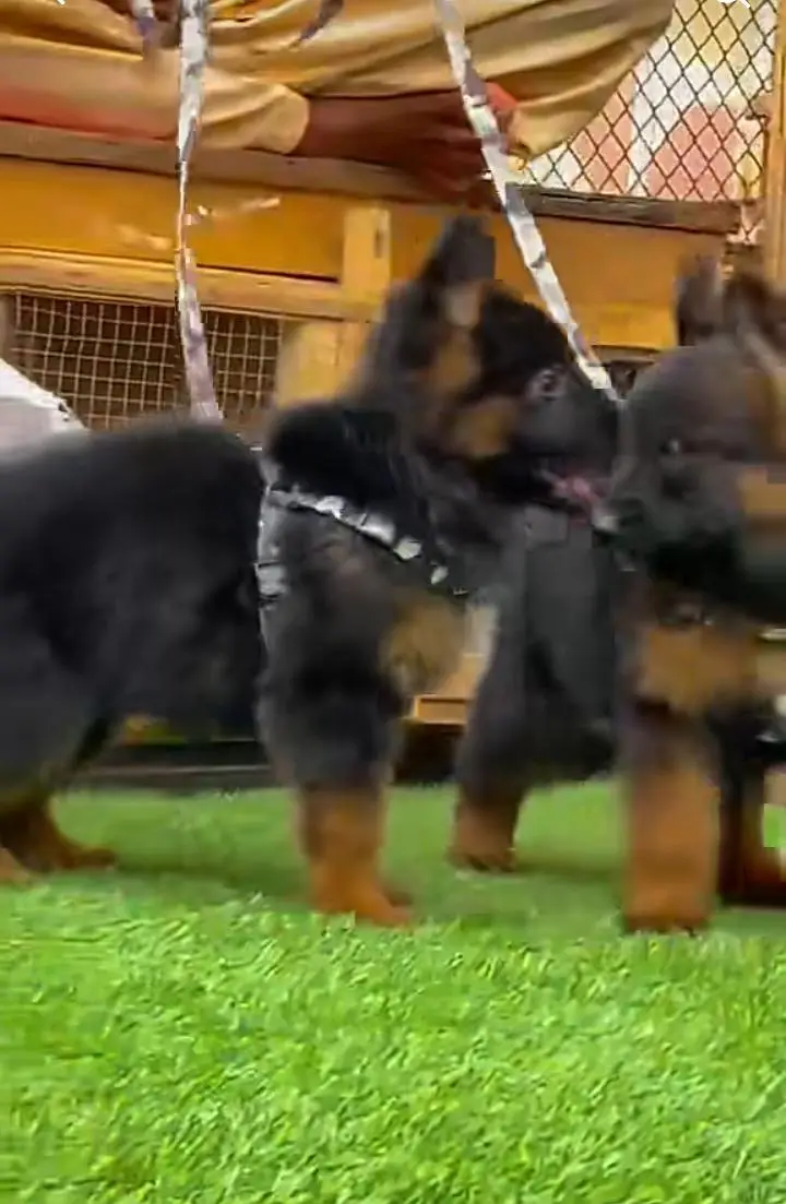 German Shepherd puppies long cot for sale my WhatsApp. 03317047936 — photo 2