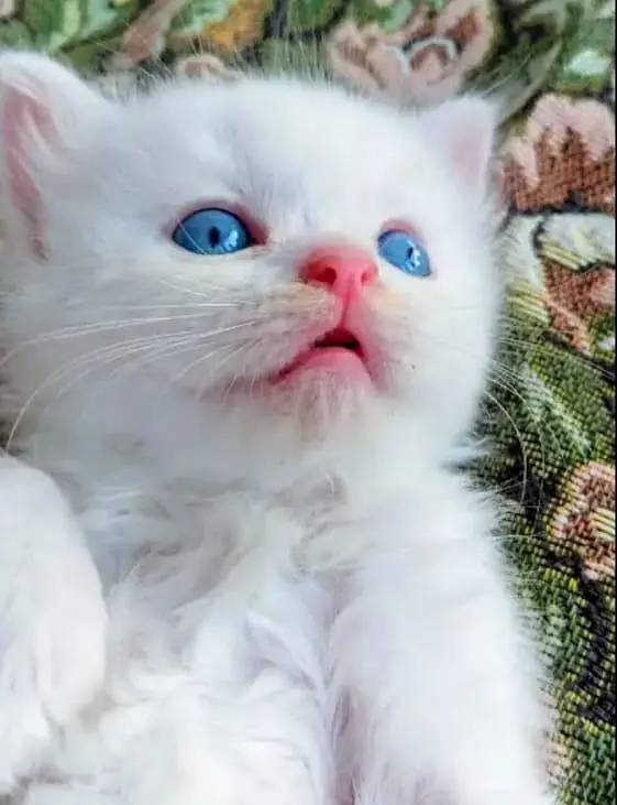 Persian cat for sale male or female my WhatsApp number 3093629454 — photo 3