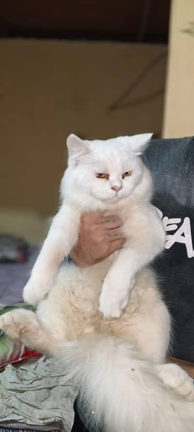 sale a cat