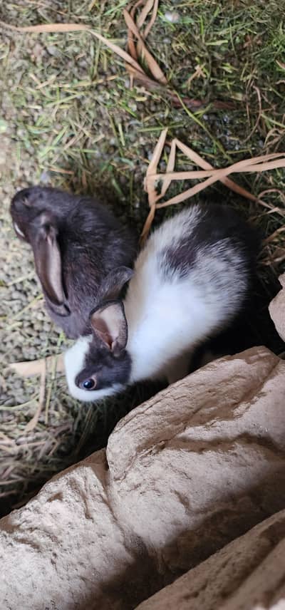 rabbits for sale / 3female/ 2male/ 3 babys
