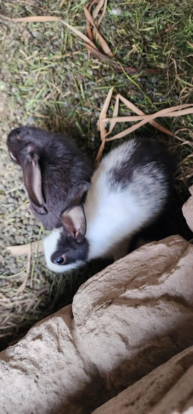 rabbits for sale / 3female/ 2male/ 3 babys