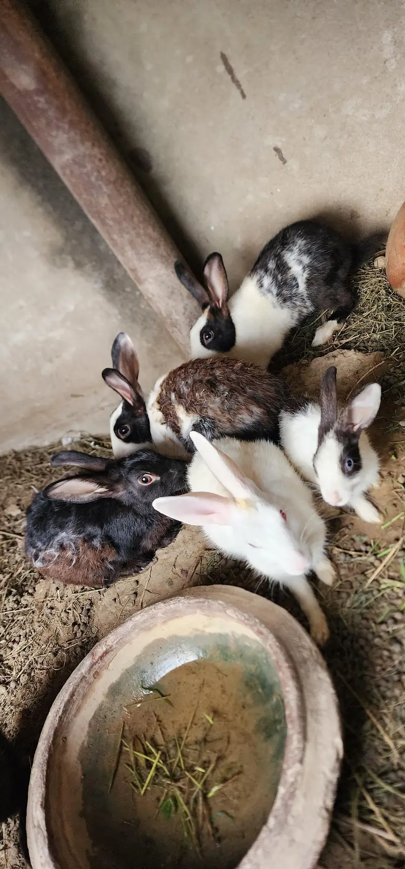 rabbits for sale / 3female/ 2male/ 3 babys — photo 2